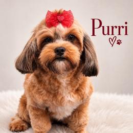 Purri - Shihpoo