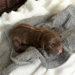 Grinch - Red tri-color male Australian Shepherd puppy in Tyner, Kentucky from Lil’ Town Aussies