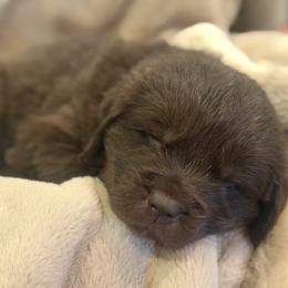Boy 1 - male Newfoundland puppy in Brandenburg, Kentucky from Amanda's Newfoundlands