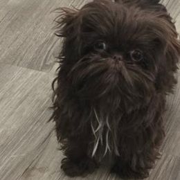 Dusty - Shih Tzu