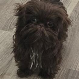 Dusty - Shih Tzu