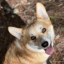 Koa - Pembroke Welsh Corgi
