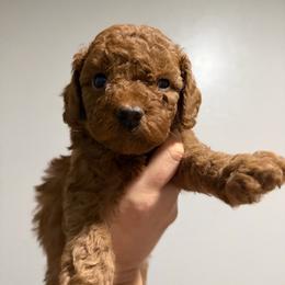 Bubbles - Red male Cavapoo puppy in Fort Worth, Texas from Aloha Paradise Poodles LLC