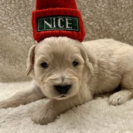 Frosty - Cream male Goldendoodle puppy in The Woodlands, Texas from Gracie's Goldendoodles and Bernedoodles