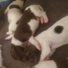 Kleine Munsterlander Puppies from Prairie State Kennel