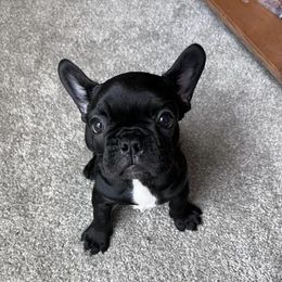 French Bulldog Puppies from Southern Belle Frenchies