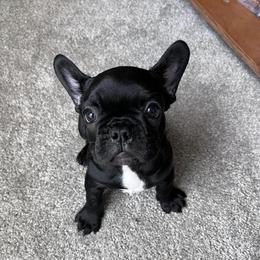 French Bulldog Puppies from Southern Belle Frenchies