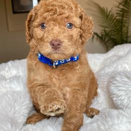 Bradley - Red male Australian Labradoodle puppy in San Antonio, Texas from I Love U Back Labradoodles, LLC
