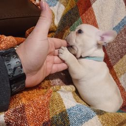 French Bulldog Puppies from Michigan fresh Coast Frenchies