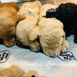 Labradoodles from Ozark Mountain Labradoodles