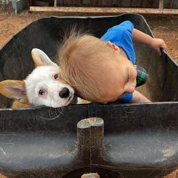 Pembroke Welsh Corgi Puppies from Loves Classic Corgis