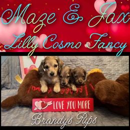 Dachshund Puppies from Brandys Pups