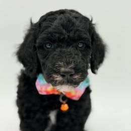 Tate - Apricot male Poodle puppy in Willacoochee, Georgia from Kitandkboodle's Doodles