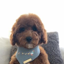 Brodie - Red  male Goldendoodle puppy in Anaheim, California from Cuddle Bear Doodles
