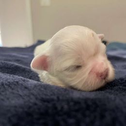 Male 2 - White male Shih Tzu puppy in Needville, Texas from Precious Moments Shih Tzu