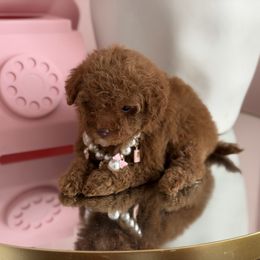 Royal - Red  female Poodle puppy in Southampton, New Jersey from Lavishly Loved Pets LLC
