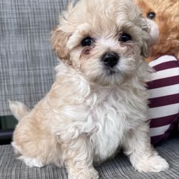 Luna - Apricot female Maltipoo puppy in Hollywood, Florida from Iuliia's puppies