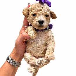 Snappy - Apricot female Goldendoodle puppy in Hot Springs, Arkansas from Hot Springs Kennels