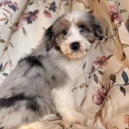 Boy 1 - Blue merle male Aussiedoodle puppy in Vinemont, Alabama from Puppy Pals