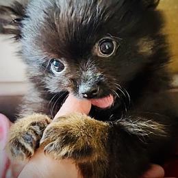 Boy 3 - Black male Pomeranian puppy in Sherman, Texas from Wynter Wonderland Poms
