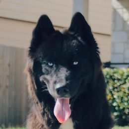 Siberian Husky All Grown Up from Joel's Husky Kennels