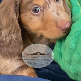 Mr Darcy - Dapple male Dachshund puppy in Lake Mary, Florida from Lakeside Doxies