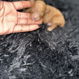 Rosalie - Red  female Poodle puppy in Texas from Zoway's Poodles