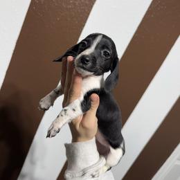 Queen Lillian - Piebald female Dachshund puppy in Midland, Texas from The Barefield Doxies