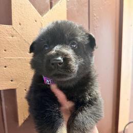 Boy 4     2,500 dollars - Bi-color male German Shepherd puppy in Hollis Center, Maine from Noble German Shepherds of Maine