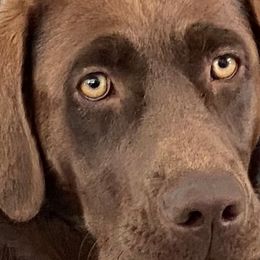 Golden Retrievers and Labrador Retrievers from North Coast Retrievers