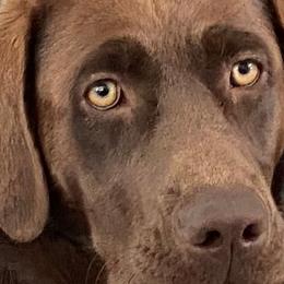 Golden Retrievers and Labrador Retrievers from North Coast Retrievers