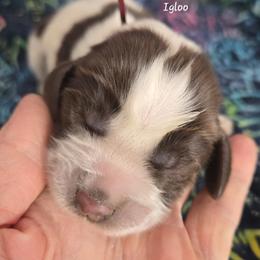 Igloo - Tri-Roan female English Springer Spaniel puppy in Brodhead, Wisconsin from Pinwheel Acres