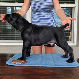 Enoch - Black male Cane Corso puppy in Palm Coast, Florida from Northgold Cane Corso