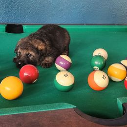 Blue Boy - Sable male German Shepherd puppy in Genoa, Illinois from vom ehrenSchutz German Shepherds