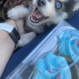 Pomsky and Siberian Husky Puppies from Pine and Sea Pomskies