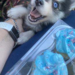 Pomsky and Siberian Husky Puppies from Pine and Sea Pomskies