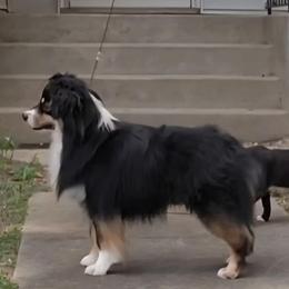 Miniature American Shepherd and Miniature Australian Shepherd Puppies from Taylor Made Aussies  & Taylor Made Miniature American Shepherd