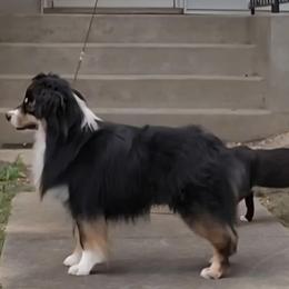 Miniature American Shepherd and Miniature Australian Shepherd Puppies from Taylor Made Aussies  & Taylor Made Miniature American Shepherd