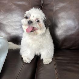 Pebble - Blue and white male Shih Tzu puppy in Lakeland, Florida from Sunshine Shih Tzus