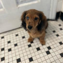 Chip - Dapple male Dachshund puppy in Stockbridge, Georgia from Beneath the Pines Mini Farm