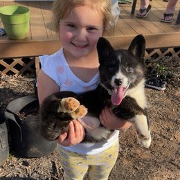 American Corgi and German Shepherd Puppies from Grace Ridge Shepherds and Corgis