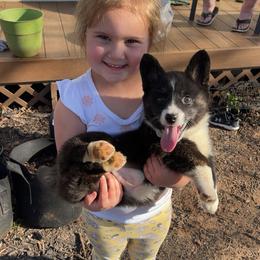 American Corgi and German Shepherd Puppies from Grace Ridge Shepherds and Corgis