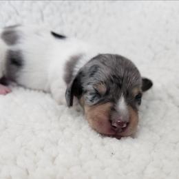Tulip - Dapple female Dachshund puppy in Anaconda, Montana from Williams Family Dachshunds