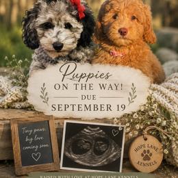 Goldendoodle puppies from Hope Lane Kennels