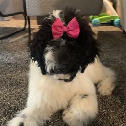 Bernedoodles, Goldendoodles, and Poodles from JensenBelle Doodles