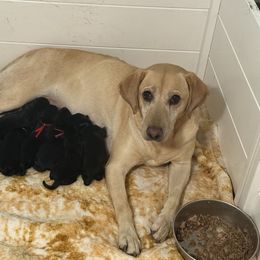 Boy 1 - Black male Labrador Retriever puppy in Berlin, Wisconsin from Gypsy Miracle Kennels