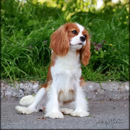 Frederick - Blenheim male Cavalier King Charles Spaniel puppy in Austin, Texas from Constantin Pups