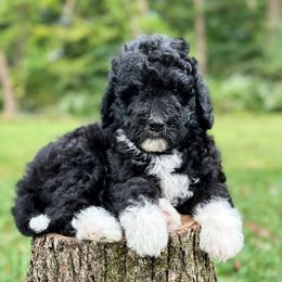 Cheerios - Black and white female Aussiedoodle puppy in Corydon, Indiana from Ridgeline Doodles