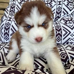 Hazel - Red and white female Siberian Husky puppy in Walker, Louisiana from TRUHUSKY SIBERIANS