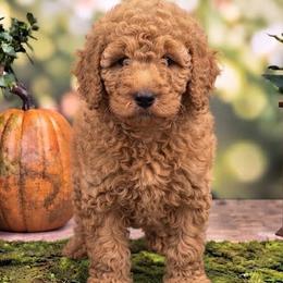 Rogers (Captain America) - Red  male Poodle puppy in Lecanto, Florida from Lecanto Puppy